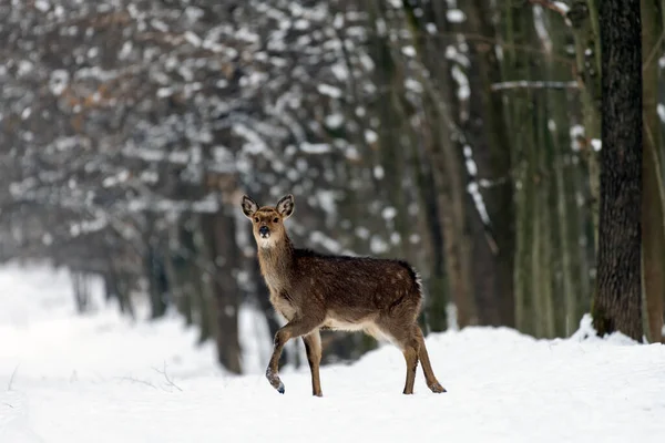 野鹿在野外的冬季森林里 免版税图库图片