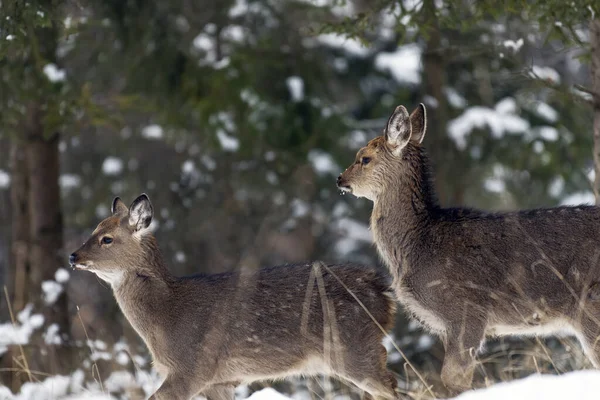 Wilde Ree Herten Een Winter Woud Het Wild Rechtenvrije Stockfoto's