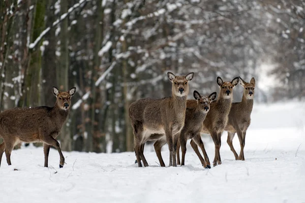 Cervos Ovinos Selvagens Uma Floresta Inverno Natureza Imagem De Stock