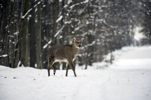 Ciervo Salvaje Bosque Invierno Naturaleza Imagen De Stock