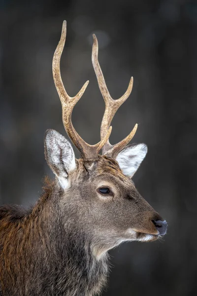 Rehe Winterwald Freier Wildbahn lizenzfreie Stockfotos