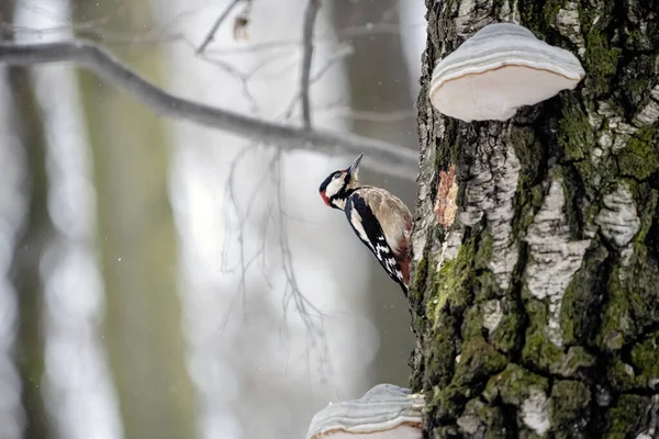 Witrugspecht Zittend Een Boom Een Bos Winter — Stockfoto