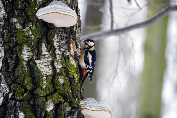 Pica Pau Apoiado Branco Sentado Uma Árvore Uma Floresta Inverno Imagens Royalty-Free