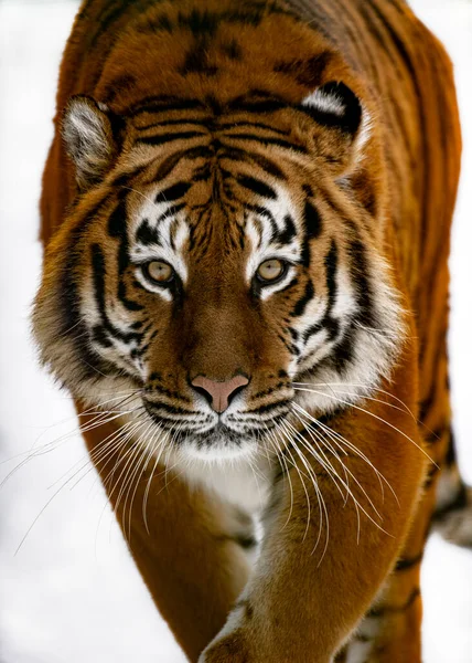 Portret Van Een Tijger Witte Achtergrond — Stockfoto