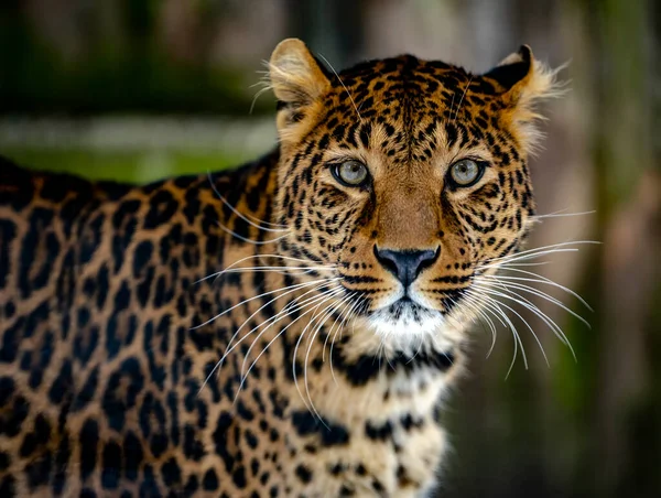 Retrato Leopardo Sobre Fondo Verde Fotos de stock libres de derechos