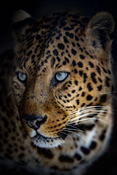 Retrato Leopardo Sobre Fondo Negro Imágenes de stock libres de derechos