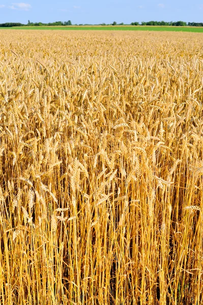 Campo di grano — Foto Stock