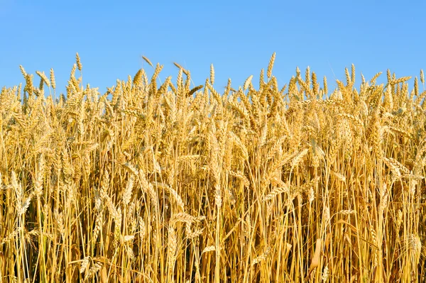 Tarweveld — Stockfoto