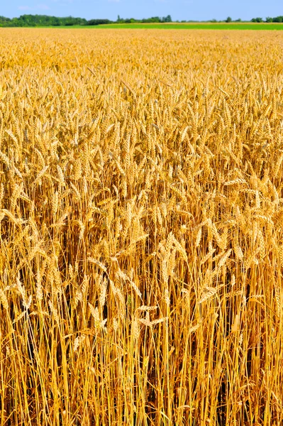 Campo di grano — Foto Stock