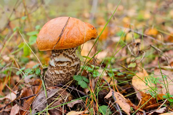 Turuncu-cap boletus mantar