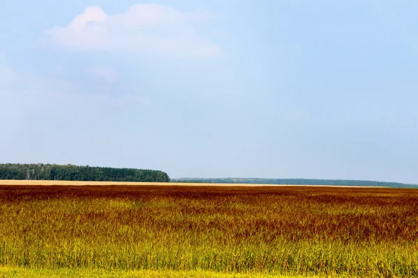 Yaz peyzaj alanı sayısı ile