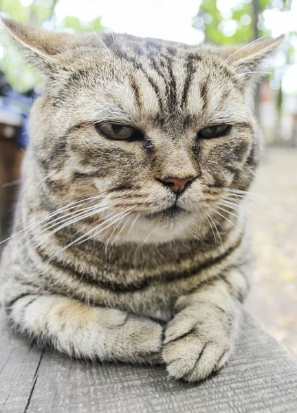 sokak bankta yalan kedi