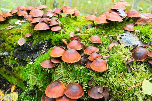 yanlış mantar. hypholoma.