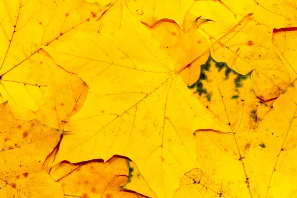 akçaağaç yaprakları