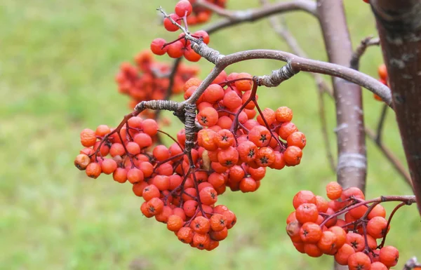 Rowan. — Stok fotoğraf