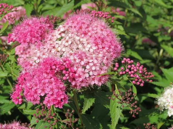 Rosa blomma — Stockfoto