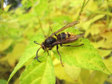 yaprak üzerinde yaban arısı