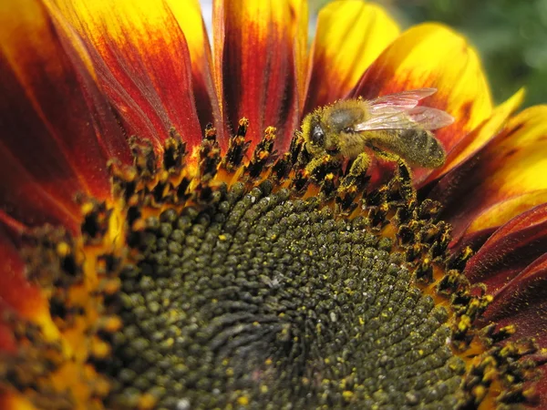 Bij op zonnebloem — Stockfoto