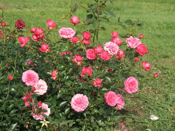 Trandafiri roz — Fotografie, imagine de stoc