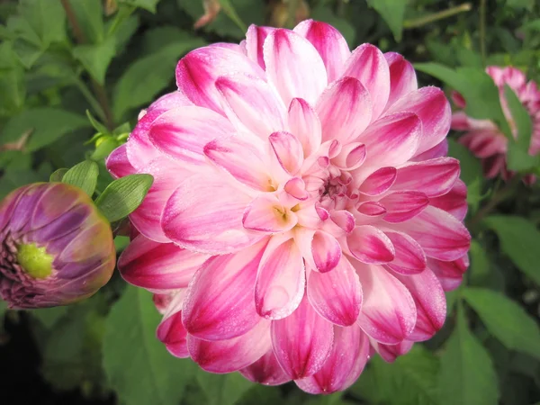 Krásné dahlia — Stock fotografie