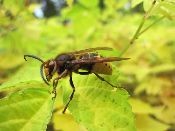 Wespe auf Blatt — Stockfoto