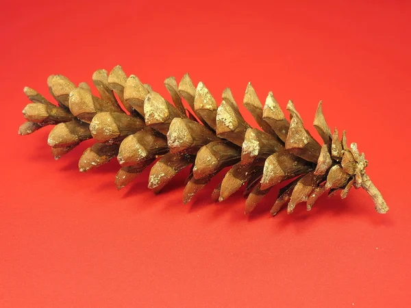 Fir tree cone — Stock Photo, Image