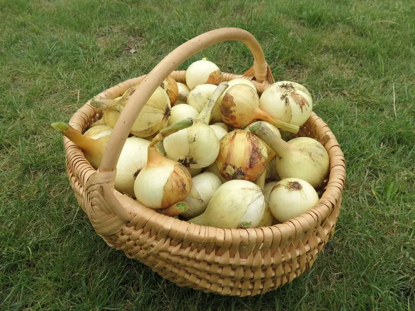 Onion in wicker — Stock Photo, Image