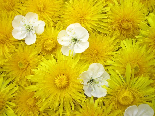 Frühlingsblumen Stockbild