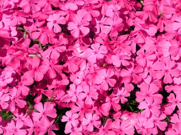 Um monte de flores rosa — Fotografia de Stock