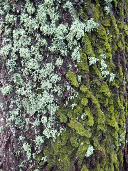 Tronco de árvore com musgo e líquenes — Fotografia de Stock