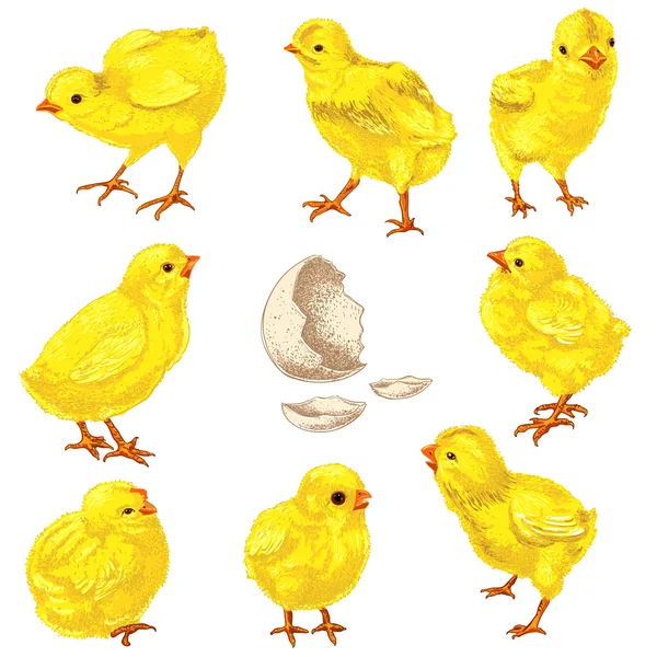 复活节小鸡 — 图库矢量图片