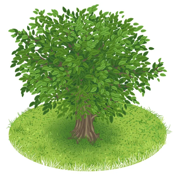 Tree in green field — Stock Vector