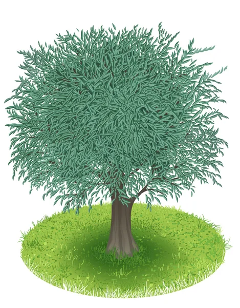 Оливкове дерево — стоковий вектор