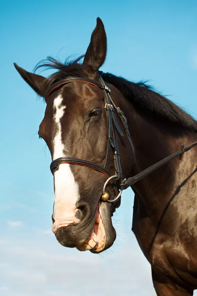 Cheval tête drôle souriant — Photo