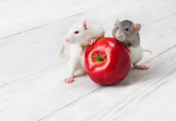 Szczury rezygnować Jabłko na tle drewniane białe tło — Zdjęcie stockowe