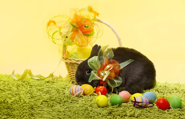 Conejo de Pascua conejo, huevos de la cesta de Pascua sobre fondo amarillo decoración — Foto de Stock