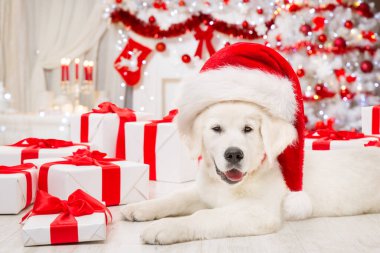 Noel Baba Şapkalı Noel Köpeği ve hediye kutuları. Parlak Şömine 'nin ve Xmas Tree Lights' ın önünde komik beyaz av köpeği. Yeni Yıl Tatili İçin Evcil Hayvan Hediyeleri