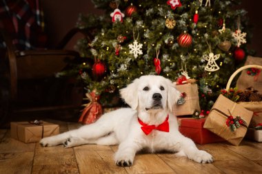 Beyaz Yavru Köpek Yılbaşı Ağacı 'nın altında Hediye olarak yatıyor. Kırmızı papyonlu köpek yeni yıl tatili için dekore edildi.