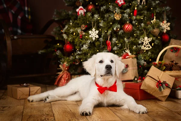 White Puppy Retriever Lying Christmas Tree Gift Dog Red Bow — Stock Photo, Image
