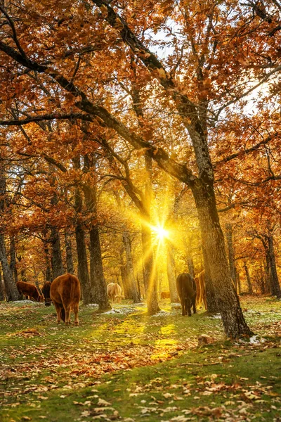 Kühe Grasen Einer Friedlichen Herbstlandschaft — Stockfoto