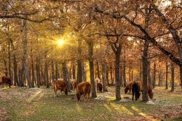 Vacas Pastando Tranquilo Paisaje Otoñal — Foto de Stock
