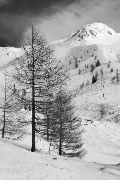 Albero larice nel paesaggio invernale bdrzewa modrzewiowego w pejzażu zimowym b&&w z czerwonym filtrem — Zdjęcie stockowe