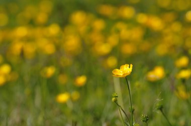 Düğün çiçeği (Ranunculs acris) dışında bir çayır saydı