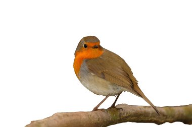 European Robin looking in camera isolated on white