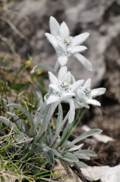 Stella alpina — Foto Stock