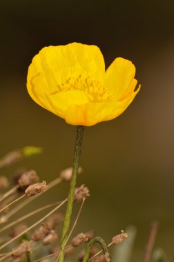 arka plan bulanık karşı Alp haşhaş