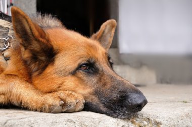 Alman çoban köpek kafası
