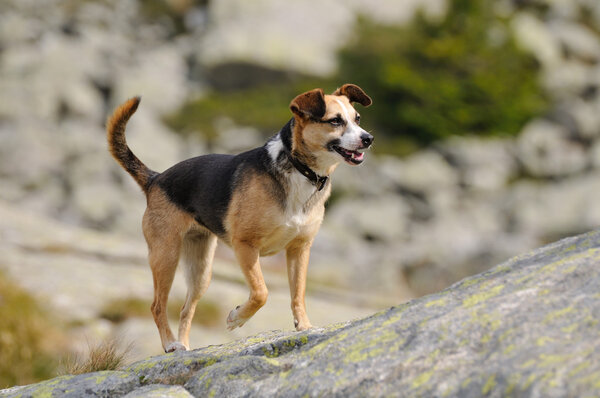 Happy dog in mountain environment