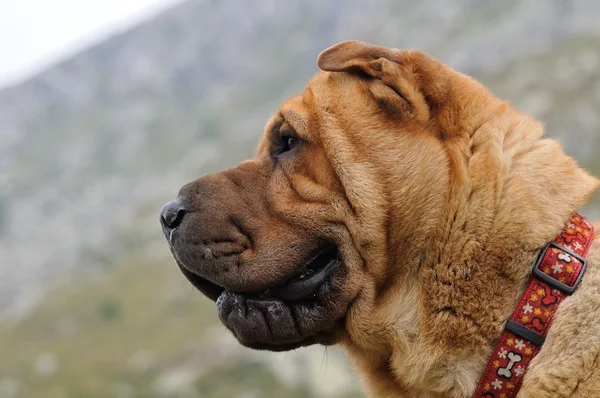 Samur fırça kat shar pei köpek portresi — Stok fotoğraf
