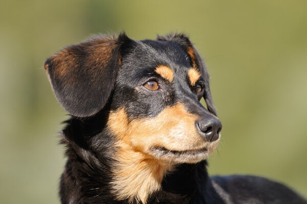 Smart dog against green background